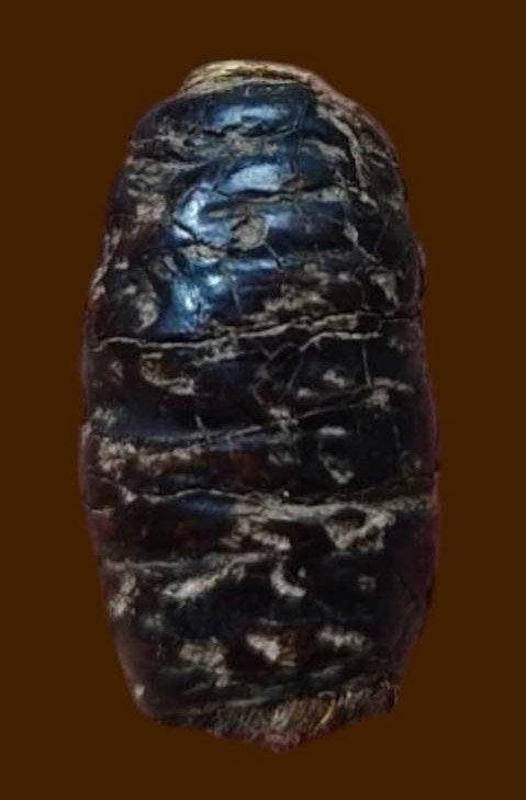 304838 ตะกรุดหนังเสือพอกครั่ง หลวงพ่อทองสุข พุทธศักราช 2485-2500 วัดโตนดหลวง จ.เพรชบุรี