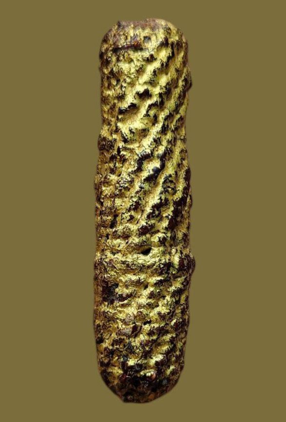 305532 ตะกรุดหนังเสือ หลวงพ่อเต๋ พุทธศักราช 2480-2520 วัดอรัญญิการาม (วัดสามง่าม) จ.นครปฐม