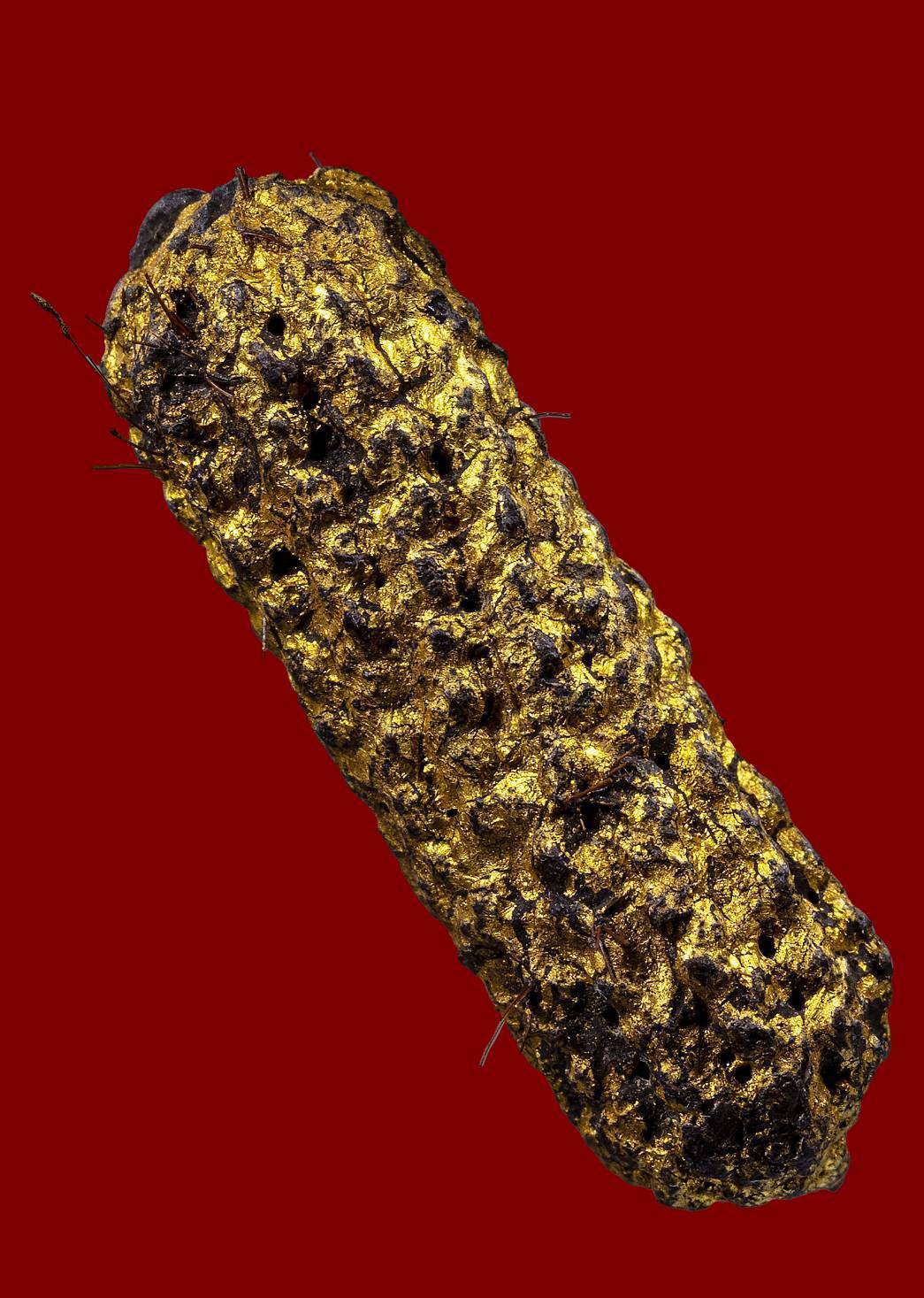 305647 ตะกรุดหนังหน้า ผากเสือ หลวงพ่อเต๋ คงทอง  วัด (อรัญญิกาวาส)สามง่าม  ปี 2500 -2520 จังหวัดนครปฐม