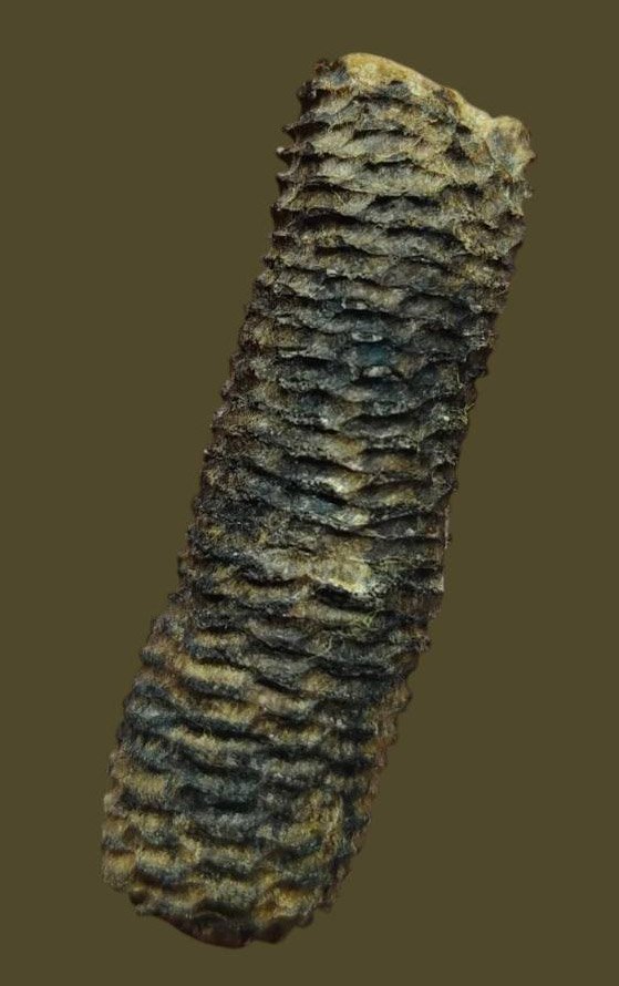 305818 ตะกรุดหนังหน้าผากเสือ หลวงพ่อนอ พุทธศักราช2495-2500 วัดกลางท่าเรือ จังหวัดพระนครศรีอยุธยา