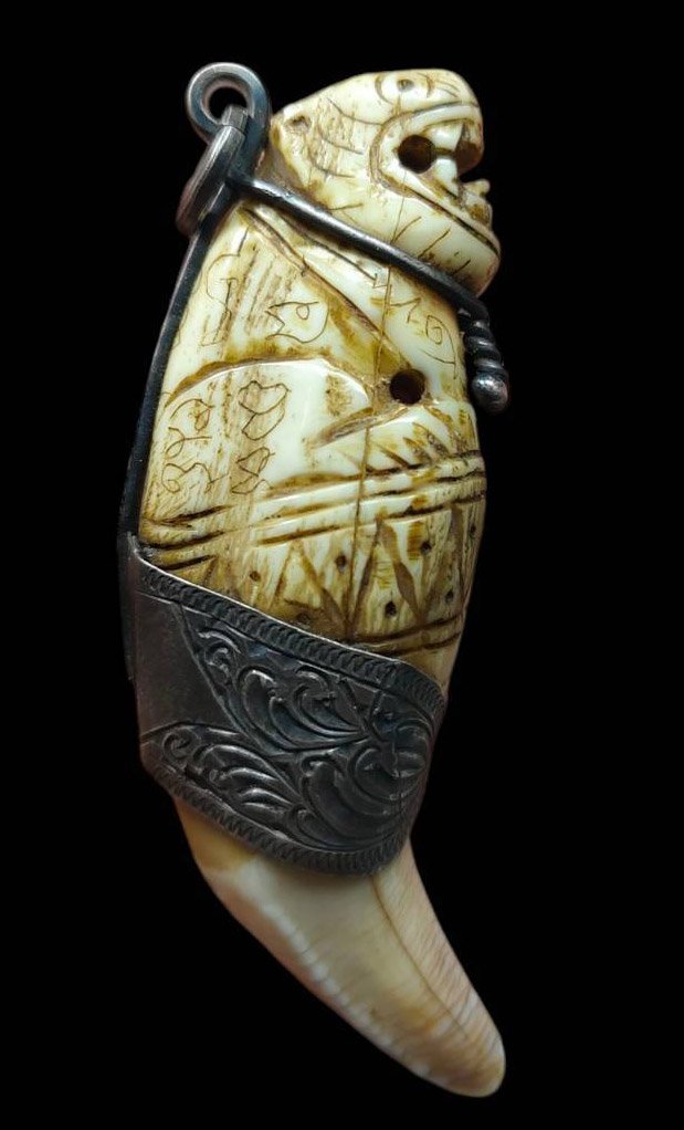 305938 เขี้ยวหมีแกะหลวงพ่อนก พุทธศักราช2430-2475 วัดสังกะสี จ.สมุทรปราการ