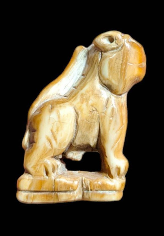 303102 เสือแกะหลวงปู่ยิ้ม เนื้อเขี้ยวแกะ พุทธศักราช2435-2453 วัดศรีอุปลาราม(วัดหนองบัว) จ.กาญจนบุรี