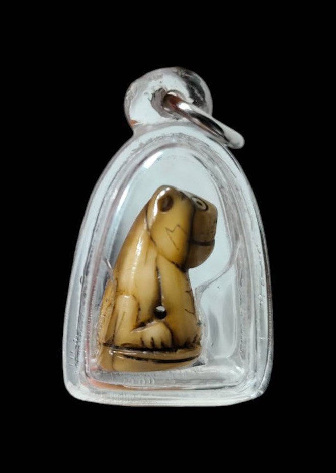 303107 เขี้ยวเสือแกะหลวงพ่อสาย พุทธศักราช 2470-2519 วัดมงคลโคธาวาส(วัดบางเหี้ย) จ.สมุทรปราการ