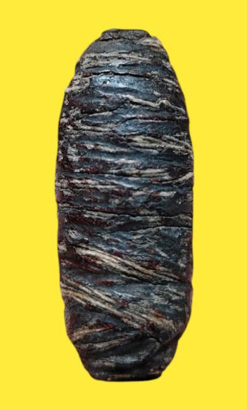 303178 ตะกรุดหนังหน้าผากเสือ หลวงปู่บุญ พุทธศักราช2440-2460 วัดกลางบางแก้ว จ.นครปฐม