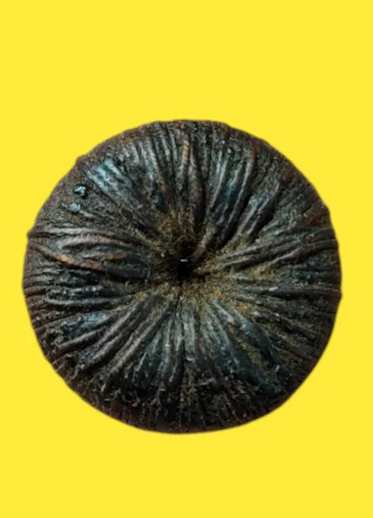 303411 ตะกรุดพิสมร หลวงพ่อแก้ว เนื้อใบลาน พุทธศักราช2450-2460 วัดพวงมาลัย จ.สมุทรสงคราม