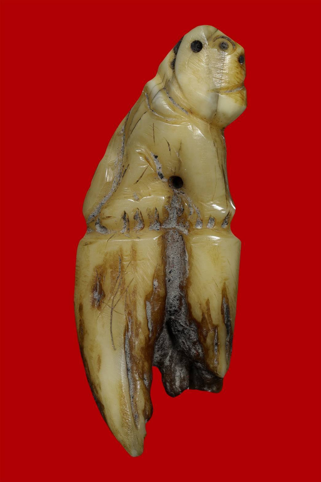 304501 เขี้ยวเสือแกะเต็มซีก  หรือเขี้ยวเสือซีก  หลวงพ่อปานวัดบางเหี้ย  พิมพ์ปากหุบ ยุคแรก  จังหวัดสมุทรปราการ 