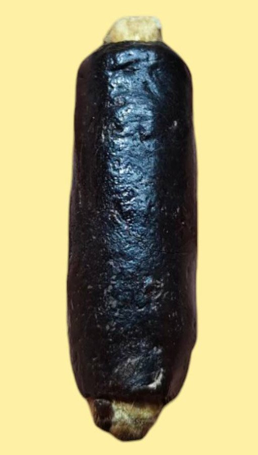 304683 ตะกรุดหนังเสือพอกครั่ง หลวงพ่อทองสุข พุทธศักราช 2485-2500 วัดโตนดหลวง จ.เพรชบุรี